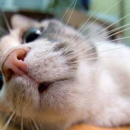 ���, ���������, 42 ����