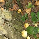 ���� ����, �����, 49 ��� - ��������� 4 ������� 2015 � ������ ������ ��������