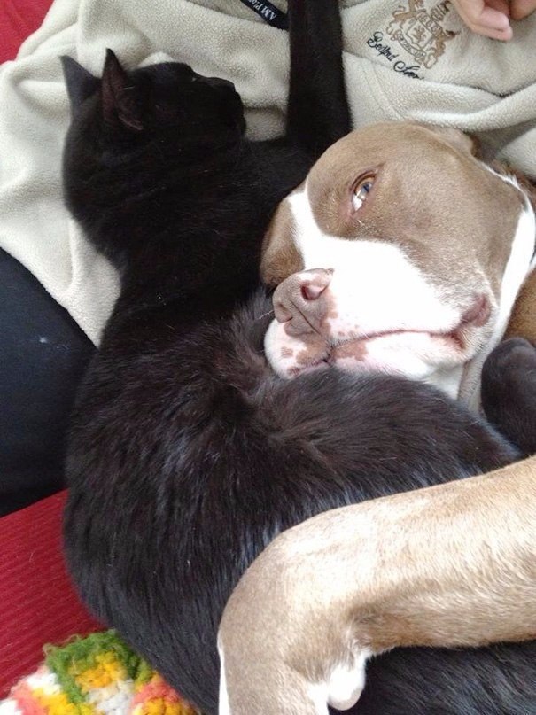 , ,         =^.^= - 3