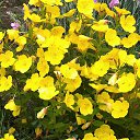 ���� ��������, ����� - ��������� 21 ������� 2015 � ������ ���� ����������