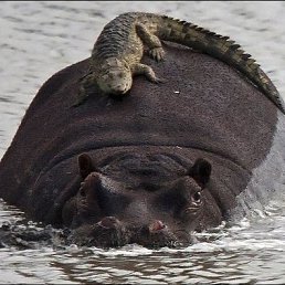 ���� �������, ��������, 39 ���