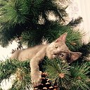  ******, , 53  -  26  2015    