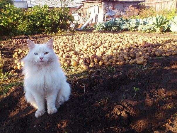 Кот копает землю. Кот картошка. Кот копает картошку. Кот копает огород. Котики карают картошку.