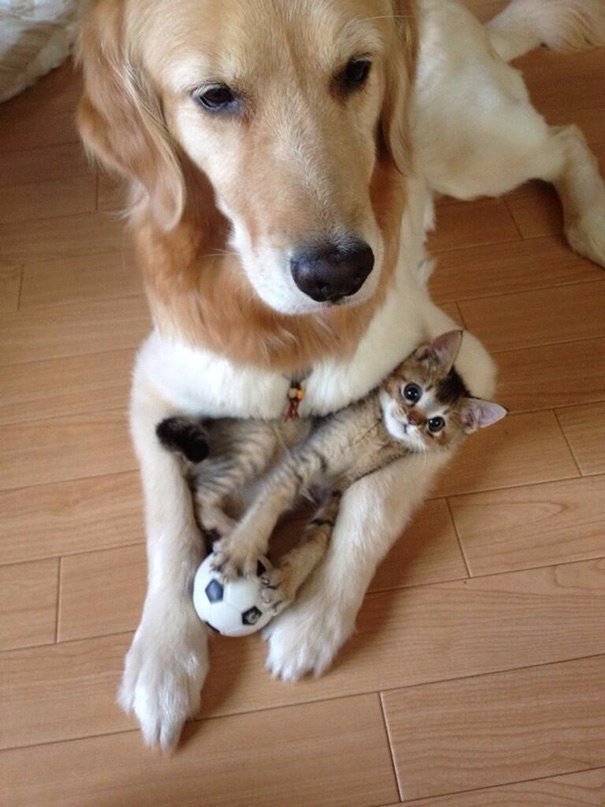 , ,         =^.^= - 6
