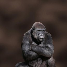 �����, ������, 46 ���