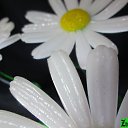 ���� C.y.t.o.t.o.x.i.n, �������, 40 ��� - ��������� 4 ������� 2015 � ������ ���� �������