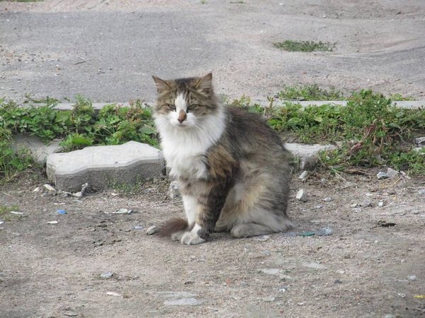 ВСЕГО ЛИШЬ КОТ.' Смотри, всего лишькот бездомный! ' -Один другому говорил.' Какой ...