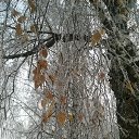 ���� ����, ������, 61 ��� - ��������� 8 ������ 2015 � ������ ������� ������� �����