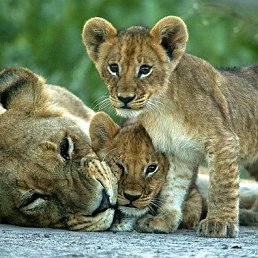 ������, �����, 49 ���