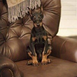 Nesvarbu, �������, 34 ����