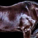 ���� ������, �����������, 52 ���� - ��������� 5 ������� 2015 � ������ ����� ������ۻ