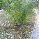 ���� Gosha, ��������, 65 ��� - ��������� 8 ������ 2015 � ������ ������ ��������