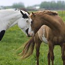 ���� Aleks, ����� ������� - ��������� 12 ������� 2015 � ������ �HORSES�