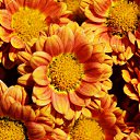 ���� Aleksey, ���������, 44 ���� - ��������� 15 ������ 2015 � ������ ������������