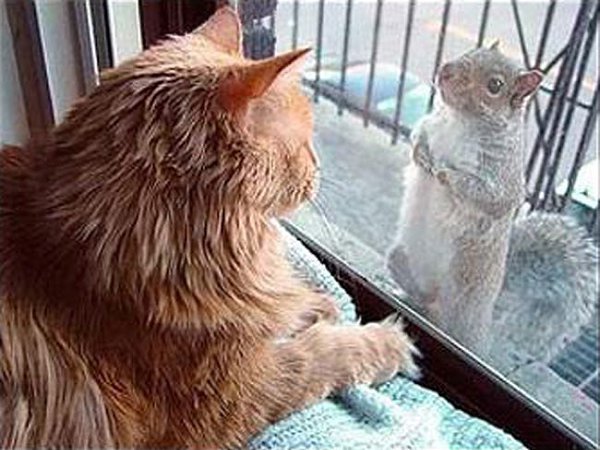 CATS OF ALL - 25 ������ 2015 � 11:20