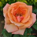 ���� Aru, �������� - ��������� 2 ������� 2015 � ������ �FLOWERS�