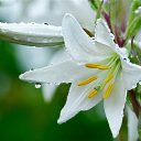  , , 52  -  8  2015   !!!