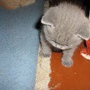 ���� ������, �����-���������, 70 ��� - ��������� 4 ������ 2015 � ������ ����� �����