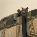���� Artem, ������ - ��������� 9 ������� 2015 � ������ ���� ����������