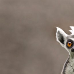 ���� ����, ������������, 42 ���� - ��������� 16 ������ 2015