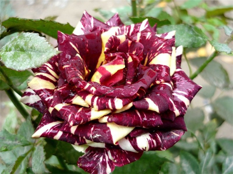 Природное искусство. Роза Абракадабра. Выведена сравнительно недавно, около 20 лет назад ... - 2