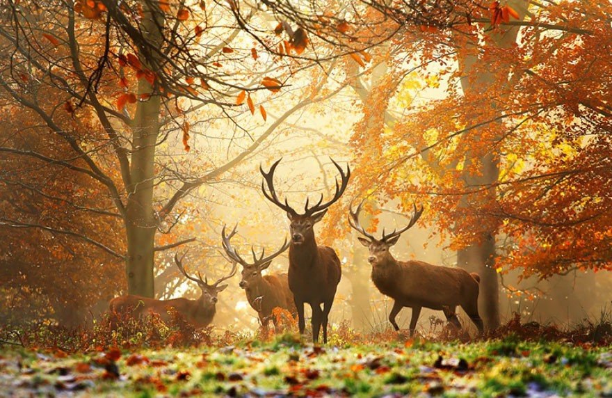    .#animal@travel.blog - 8