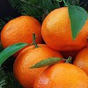 ���� �������, �����, 64 ���� - ��������� 13 ������� 2015 � ������ ������ ��������