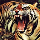 ���� ����, ��������, 41 ��� - ��������� 26 ������� 2015