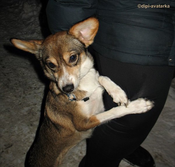 dipi-avatarka - 19  2016  10:37