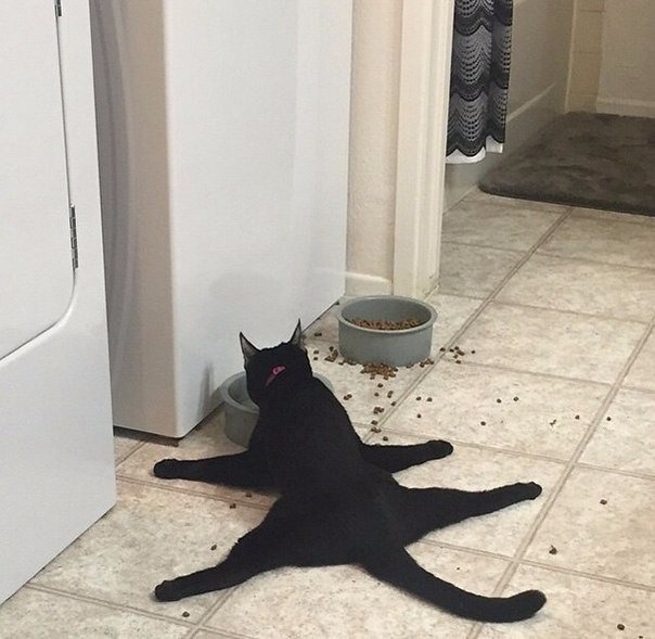      =^.^= - 4