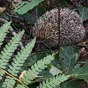 ���� ������, ����������� - ��������� 12 ������ 2015