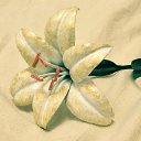 ���� �����, ������, 40 ��� - ��������� 26 ������� 2015 � ������ ������ ��������