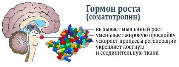 Как стимулировать выброс гормона роста? Гормон роста является анаболическим (усиливает синтез ...