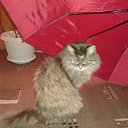 ���� �����, �������� - ��������� 17 ������� 2015 � ������ ���� ��������.�