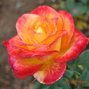 ���� Aru, �������� - ��������� 2 ������� 2015 � ������ �FLOWERS�