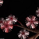   ..............., , 57  -  16  2015     (Cecelia Webber)