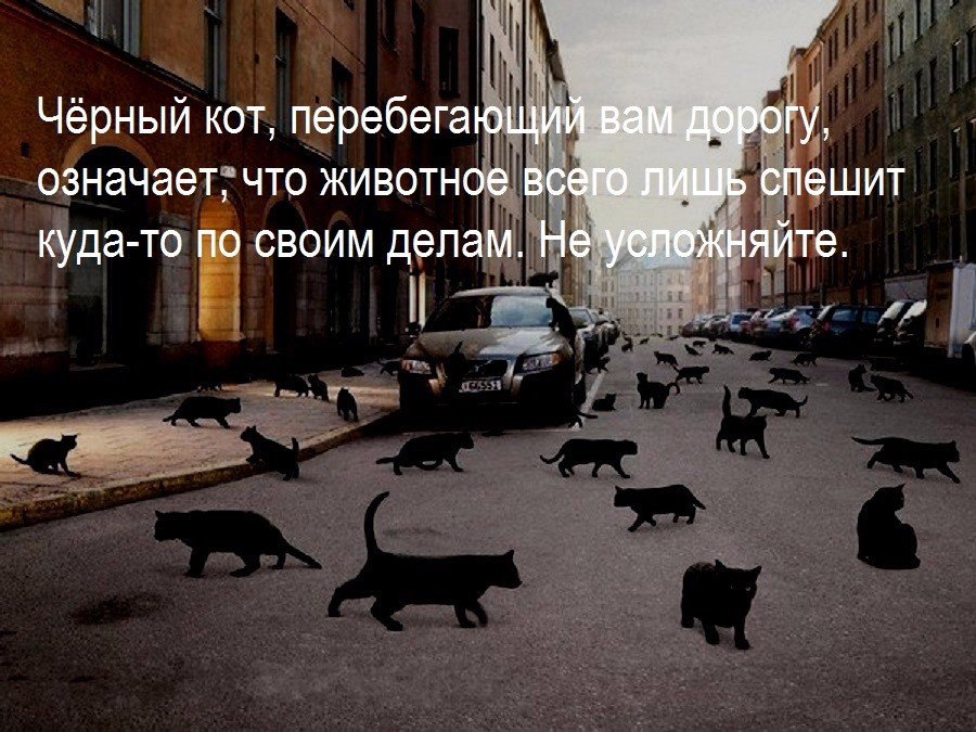 Кошка черная перебежала дорогу