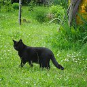 ���� ���������, ��������, 56 ��� - ��������� 9 ������� 2015 � ������ ������ ��������