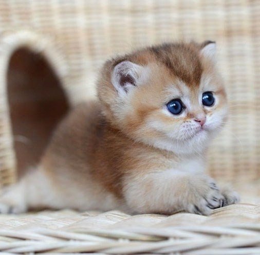  ^^.#animal@travel.blog - 2