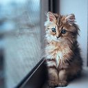 ��� ���� �� ������� ���� ����������