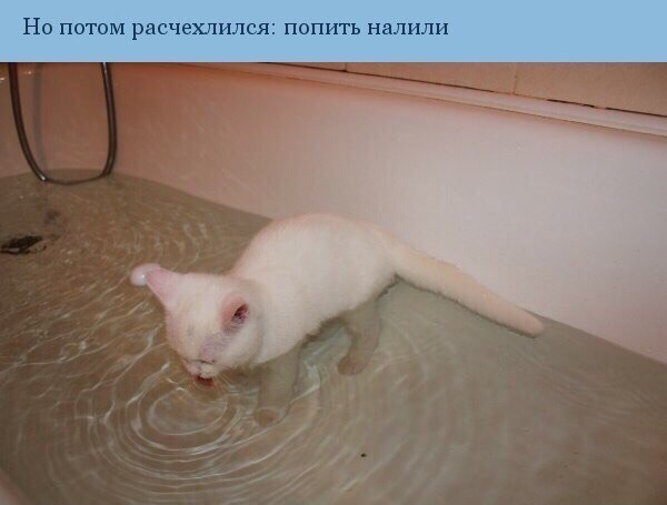 Мой юный глухой пенек иногда радует оригинальными выводами. - 2