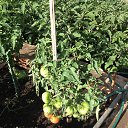 ���� ��������, ��������, 67 ��� - ��������� 14 ������� 2015 � ������ ���� ����������