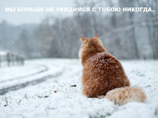 - |  -  . - 11  2016  21:10