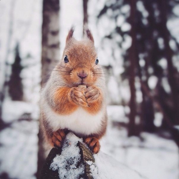  ,  .#animal@travel.blog - 7