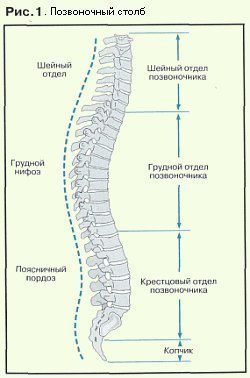 УПРАЖНЕНИЯ ДЛЯ УКРЕПЛЕНИЯ ПОЗВОНОЧНИКА.Закон любого живого существа в том, что движение является ...