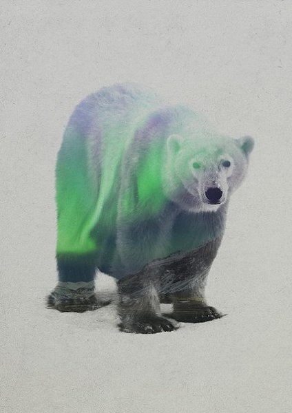 Животные в северном сиянии.Норвежский фотограф Андреас Ли (Andreas Lie) сделал фотографии животных и ... - 10