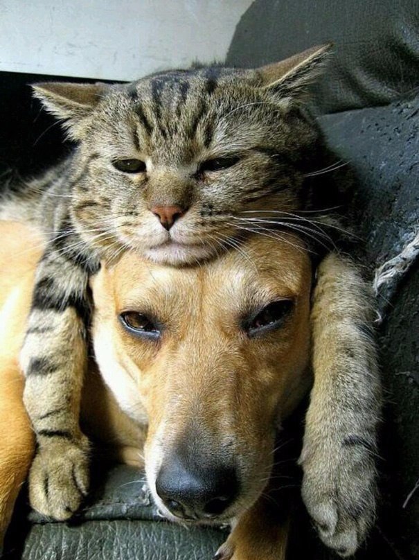 , ,         =^.^= - 4