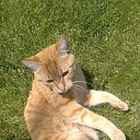 ���� �������, ���������, 85 ��� - ��������� 8 ������� 2015 � ������ ������ ��������