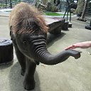 ���� Aleks, ����� ������� - ��������� 13 ������� 2015 � ������ �Elephants�