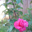 ���� �������, ��������, 66 ��� - ��������� 24 ������� 2015 � ������ ���� ����������